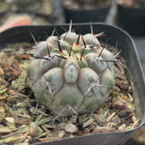 Copiapoa cinerea-W3.5-4.5cm-video-33