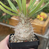 Pachypodium rosulatum var. gracilius-Pachypodium-video-14