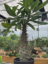 Pachypodium ambongense-Pachypodium-H20-25cm-image-13