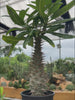 Pachypodium ambongense