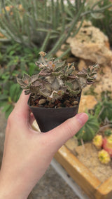 Euphorbia tulearensis-Euphorbia-video-53