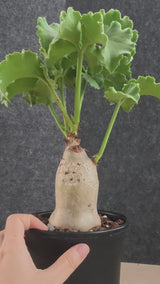 Cyphostemma uter var. macropus (Angola)