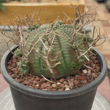 Euphorbia valida-Euphorbia-W4-5CM&W6-7CM-video-27