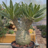 Pachypodium rosulatum var. gracilius-Pachypodium-video-51