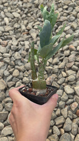 Adenia pechuelii-Adenia-video-9