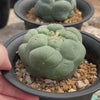 Lophophora fricii