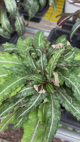 Euphorbia labatii Seeds-Euphorbia-video-3