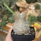 Pachypodium rosulatum var. gracilius-Pachypodium-video-11