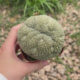 Pseudolithos migiurtinus-Pseudolithos-video-12