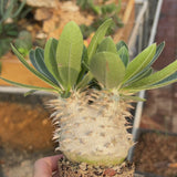 Pachypodium eburneum-Pachypodium-H4-6cm-video-7