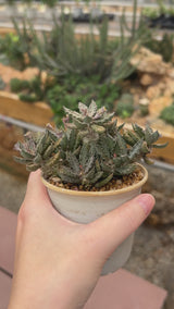 Euphorbia tulearensis-Euphorbia-video-4