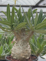 Pachypodium rosulatum var. gracilius-Pachypodium-image-29