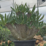 Pachypodium inopinatum-Pachypodium-H4-6cm&H15-20cm-video-12