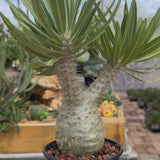 Pachypodium rosulatum var. gracilius-Pachypodium-video-57
