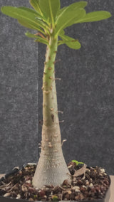 Adenium socotranum 29