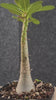 Adenium socotranum 29