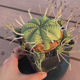 Euphorbia valida-Euphorbia-W4-5CM&W6-7CM-video-8