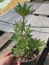 Dorstenia gigas bullata-Dorstenia-H15cm-video-4