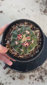 Echinocactus texensis