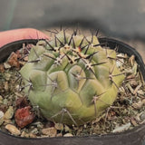 Copiapoa cinerea-W3.5-4.5cm-video-3
