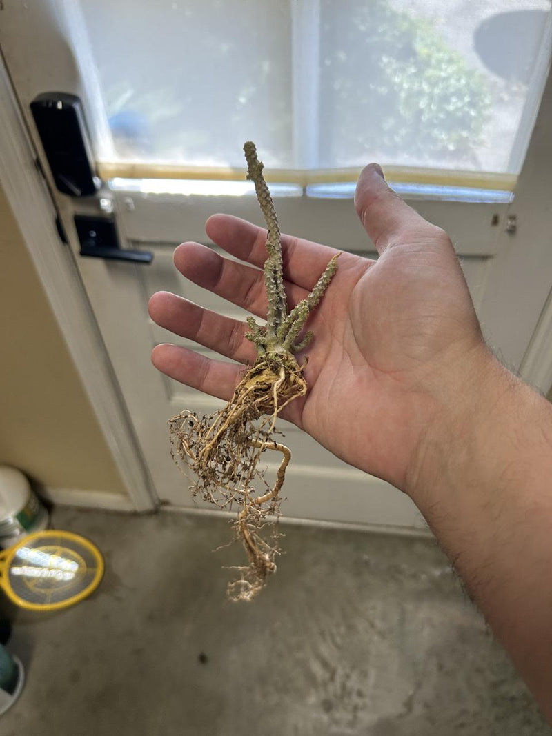 From the United States-Aftercare photo 2-BotanicalCollector