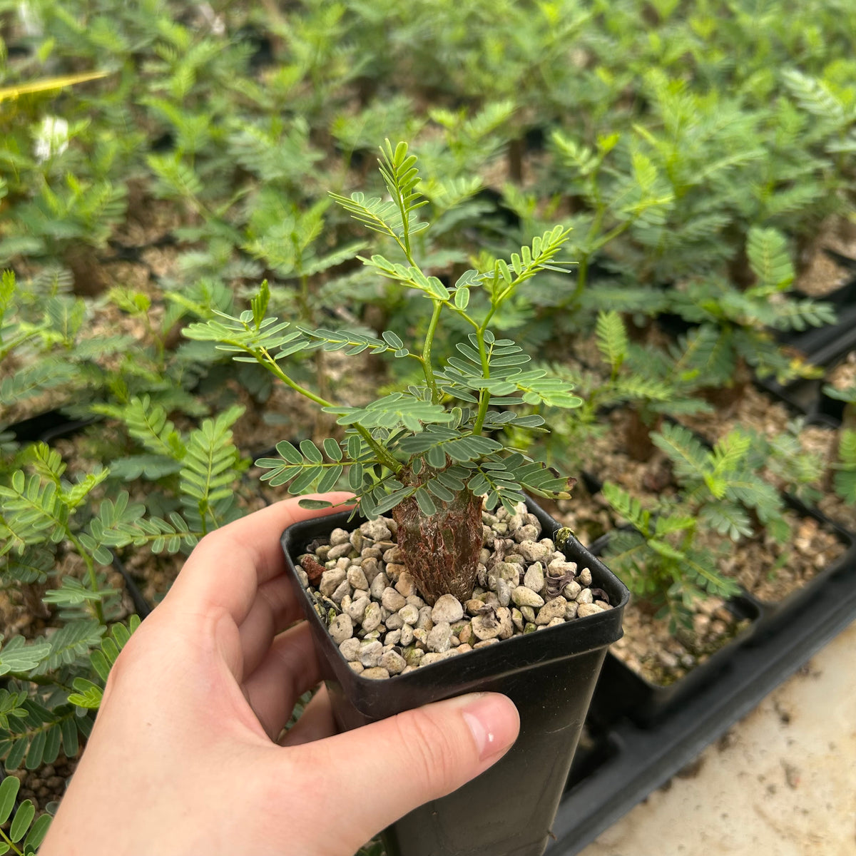Senna meridionalis-Senna-H4-6cm&W8-10cm-image-3