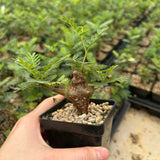 Senna meridionalis-Senna-H4-6cm&W8-10cm-image-1