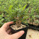 Senna meridionalis-Senna-H4-6cm&W8-10cm-image-2