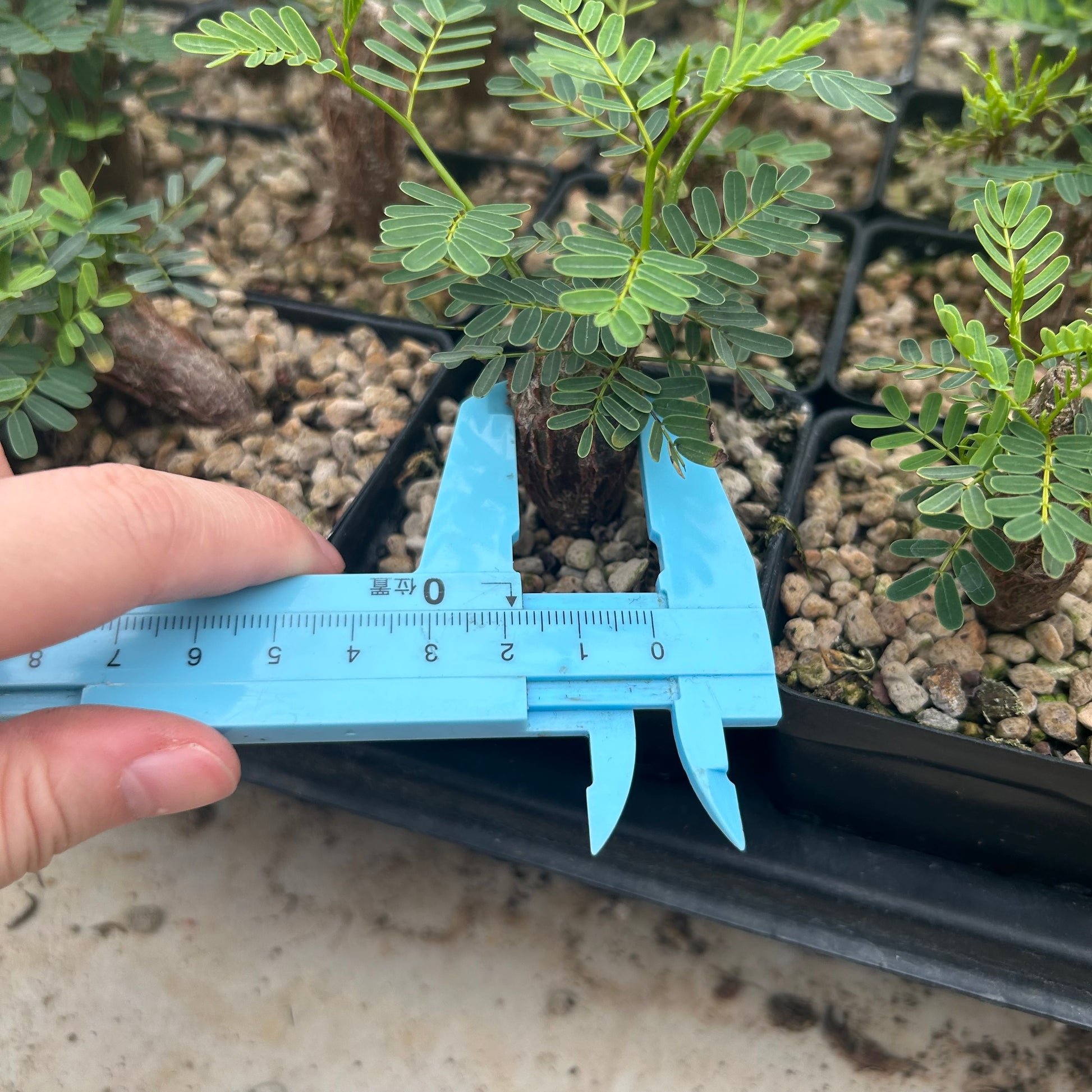 Senna meridionalis | Seed-grown | H3-5CM 