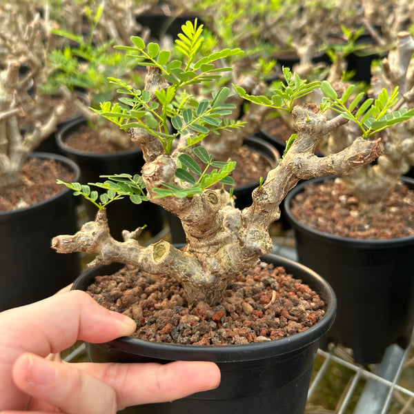 Senna meridionalis | Seed-grown | W8-10CM