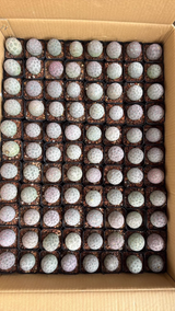Tephrocactus geometricus  50Pcs