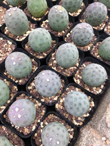 Tephrocactus geometricus  50Pcs