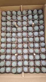 Tephrocactus geometricus  50Pcs