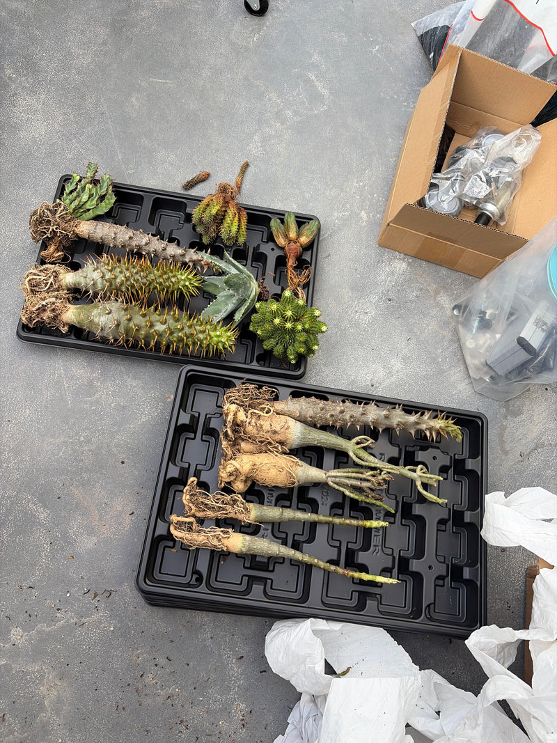 From the United States-Aftercare photo 1-BotanicalCollector