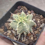 Euphorbia pulvinata 'Variegata' ｜Euphorbia meloformis 'Variegata'-Euphorbia-W4cm&W7.5cm-image-3