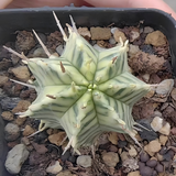 Euphorbia pulvinata 'Variegata' ｜Euphorbia meloformis 'Variegata'-Euphorbia-W4cm&W7.5cm-image-1