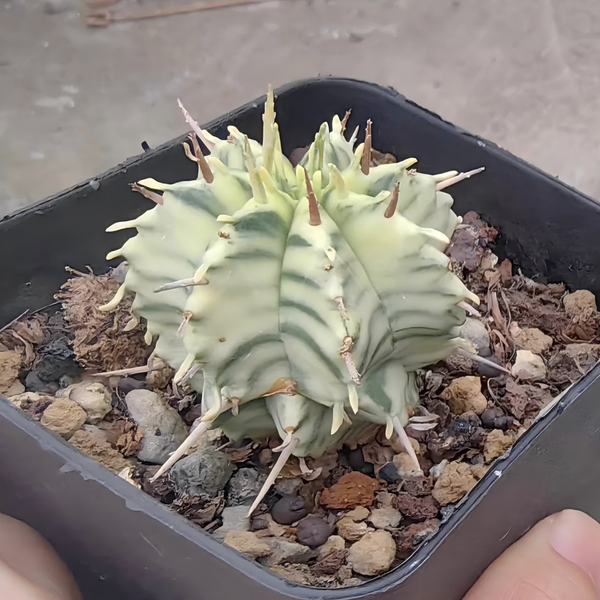 Euphorbia meloformis 'Variegata'/ Euphorbia pulvinata 'Variegata' - BotanicalCollector